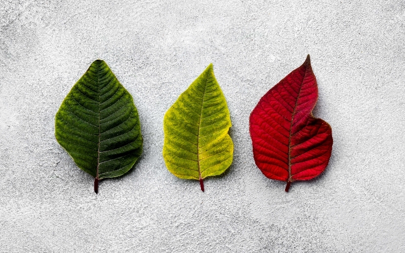 İklim Adaptasyonu Nedir?