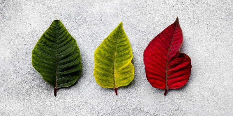 What is Climate Adaptation? Why is it Important for Organizations and Cities?