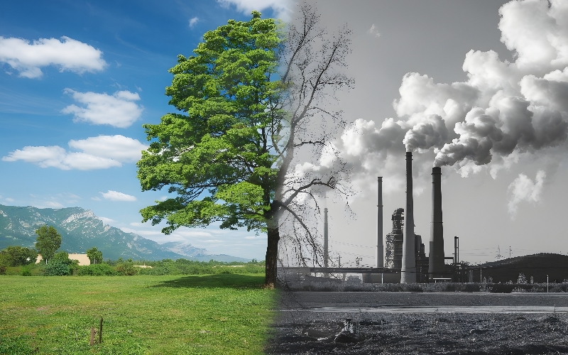 What is Carbon Offsetting? Why Do Companies Use This Strategy?